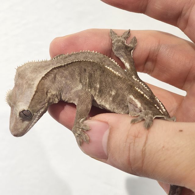 아잔틱