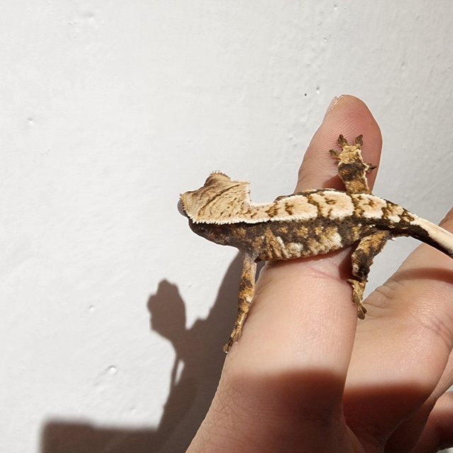 트라이 익스트림할리퀸