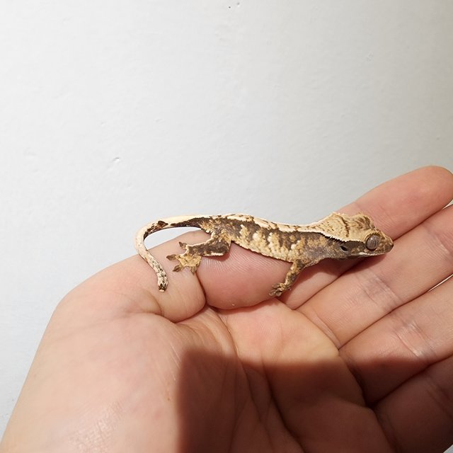 트라이 익스트림할리퀸