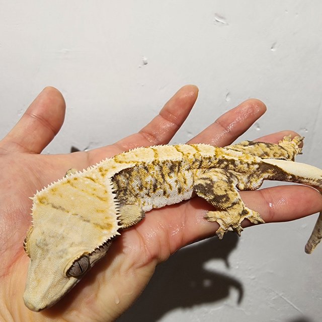 트라이 익스트림할리퀸 화이트스팟