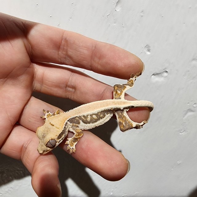 릴리화이트 솔리드백