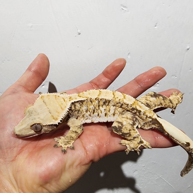 트라이 익스트림할리퀸 화이트스팟