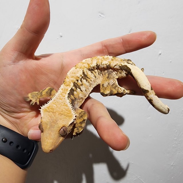 트라이 익스트림할리퀸 화이트스팟