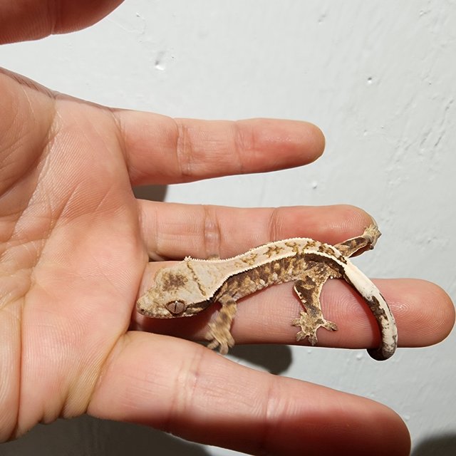 카푸치노 트라이