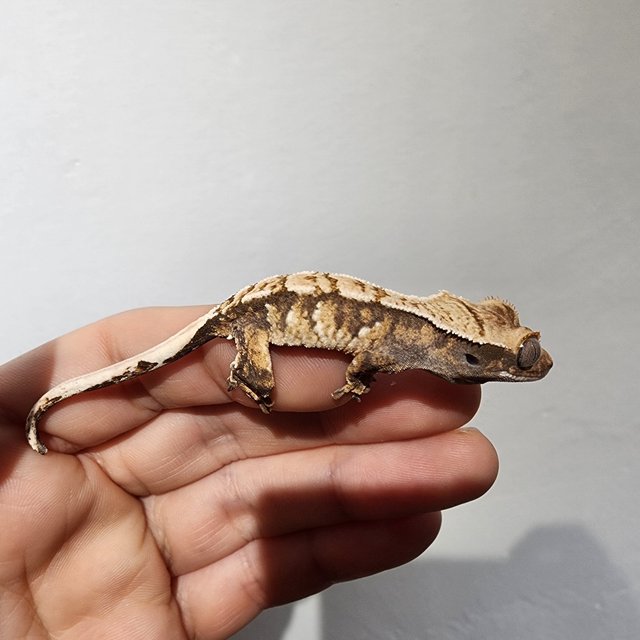 트라이 익스트림할리퀸