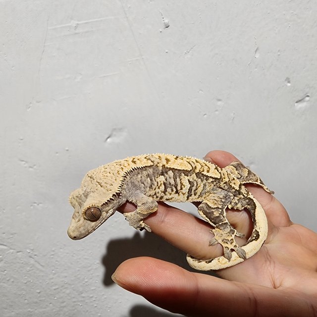 트라이 익스트림할리퀸 타이거