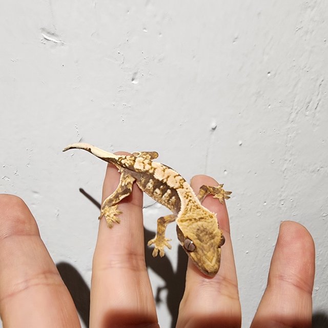 트라이 익스트림할리퀸