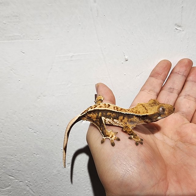 트라이 쿼드 화이트핀