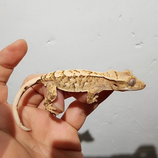 트라이 익스트림할리퀸 타이거