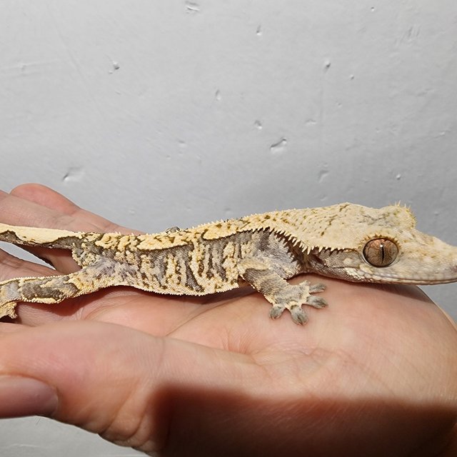 트라이 익스트림할리퀸 타이거