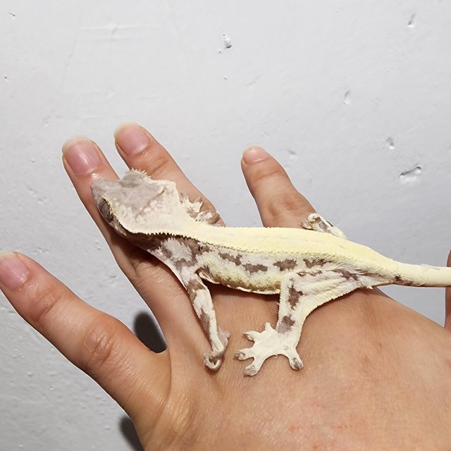 프라푸치노 솔리드백