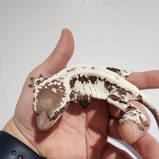 프라푸치노 화이트 다크