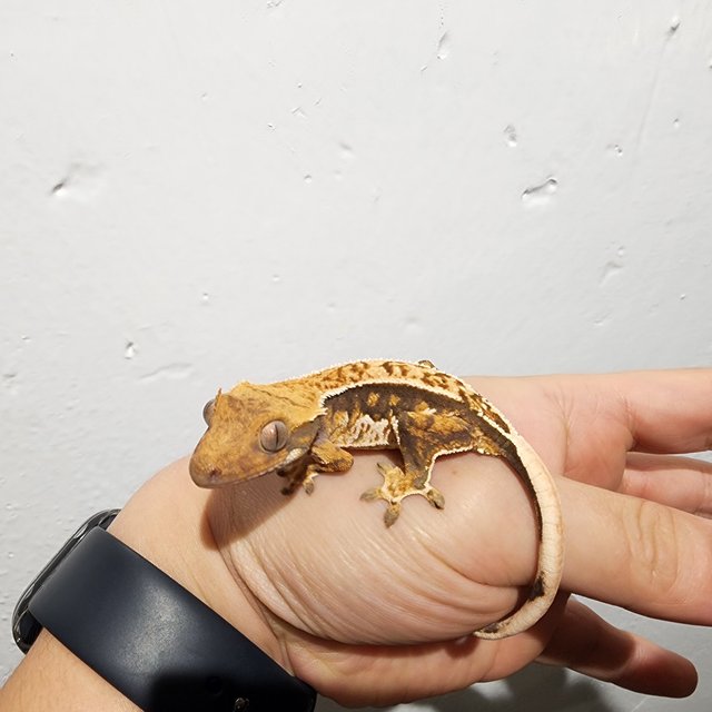 트라이 쿼드 화이트핀