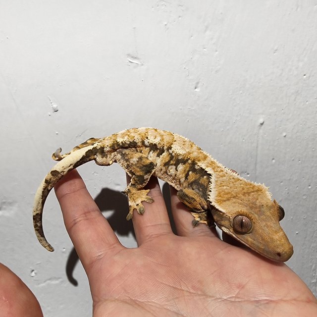 트라이 익스트림할리퀸 화이트스팟