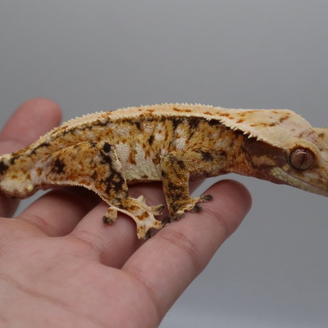 트라이