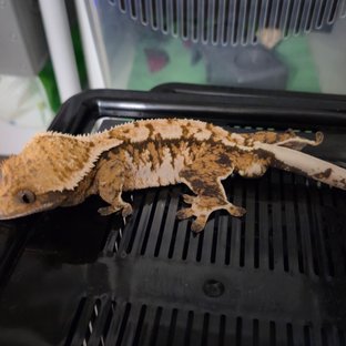 노멀 트라이 텐저린