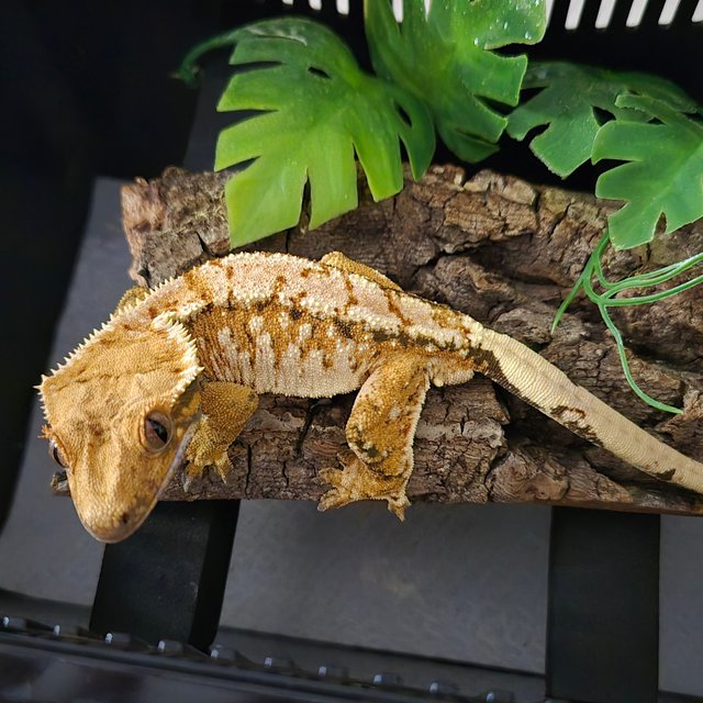 노멀 트라이 텐저린