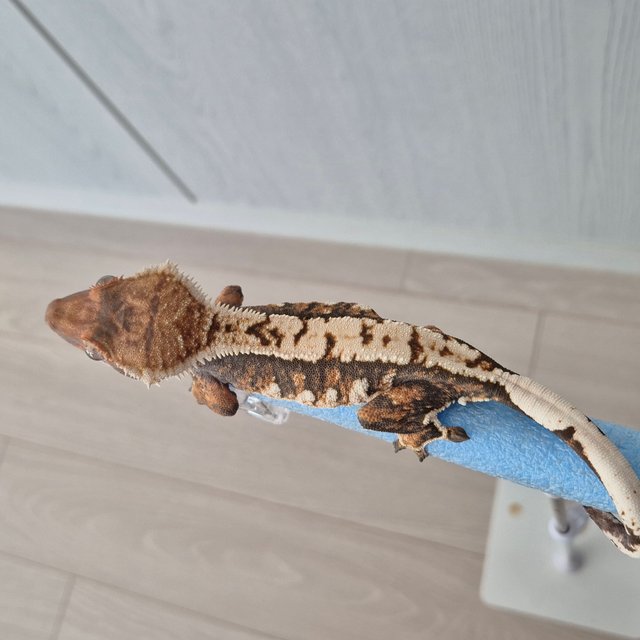 노멀 트라이 텐저린