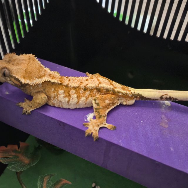 노멀 트라이 텐저린