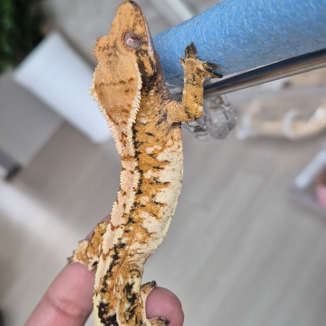 노멀 트라이 텐저린