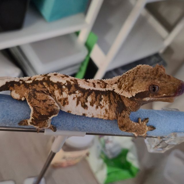 노멀 트라이 텐저린