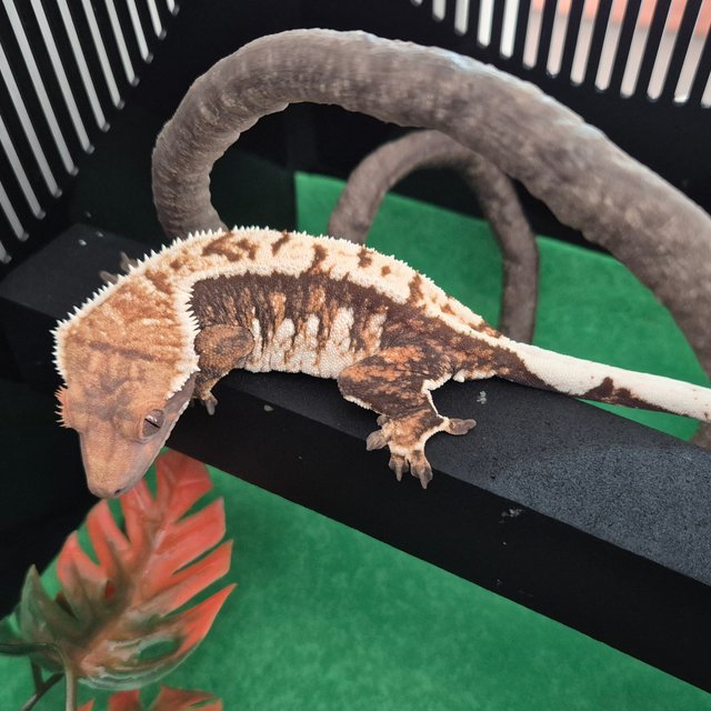 노멀 트라이 텐저린