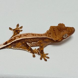 노멀 화이트스팟 트라이 풀핀