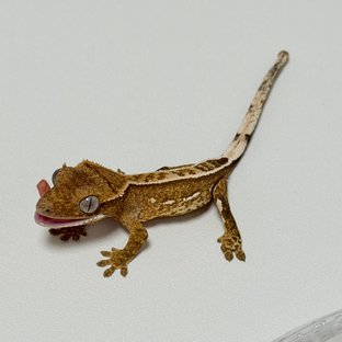 노멀 풀핀 크림시클 옐로우