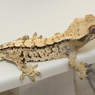 노멀 트라이 화이트스팟 드리피