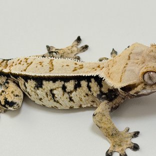 노멀 드리피 화이트스팟 화이트 블랙