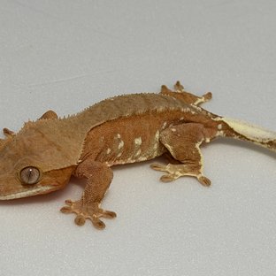 레드 바이 화이트포트홀