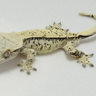 노멀 드리피 화이트스팟