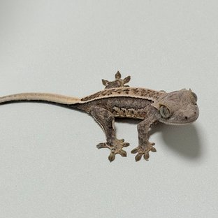 노멀 화이트 드리피 풀핀