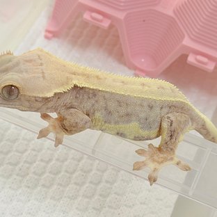 릴리100%헷아잔틱