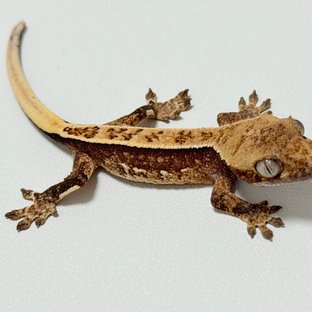 노멀 드리피 화이트스팟 풀핀