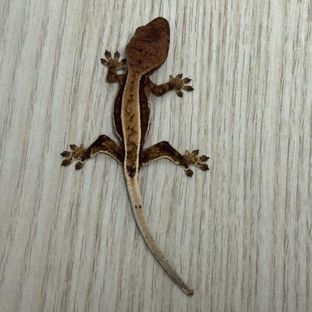 노멀 크림시클