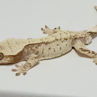 노멀 드리피 화이트스팟 화이트