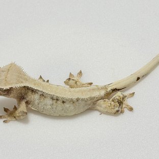 노멀 트라이 드리피 솔리드백 화이트스팟 화이트