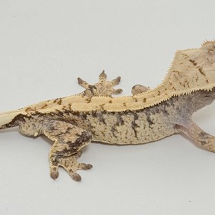 노멀 드리피 화이트스팟 화이트포트홀