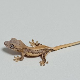 크림시클 릴리화이트