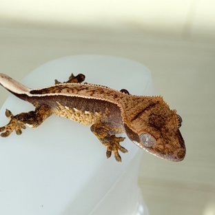 노멀 크림시클 풀핀