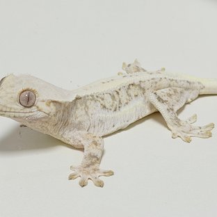 릴리화이트 드리피 화이트스팟