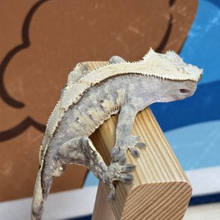 노멀