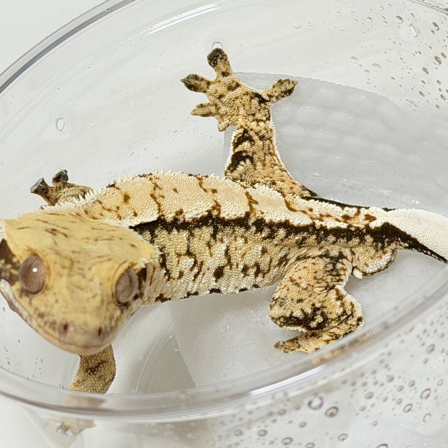 노멀 트라이 화이트스팟 드리피