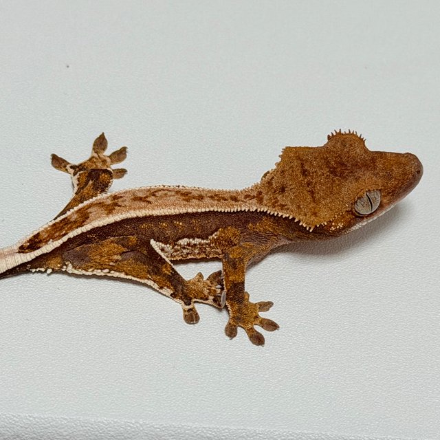 노멀 화이트스팟 트라이 풀핀