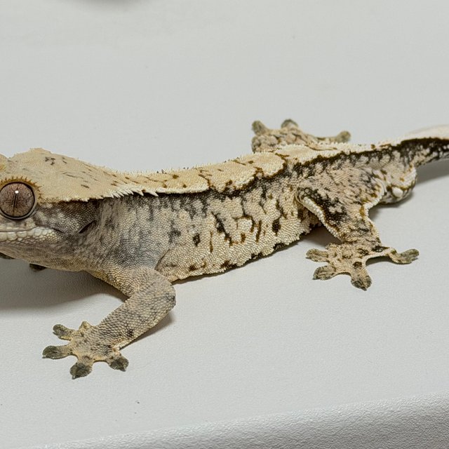 노멀 트라이 화이트스팟 드리피