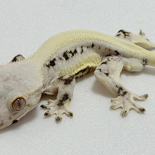 릴리화이트 솔리드백