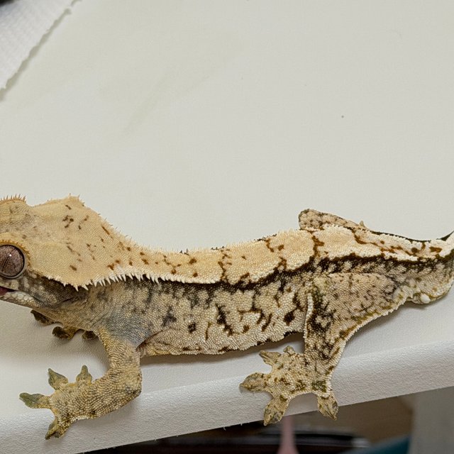 노멀 트라이 화이트스팟 드리피