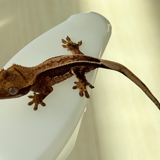 노멀 크림시클 풀핀