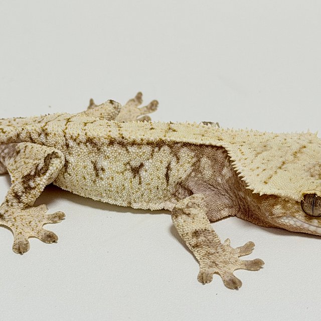 노멀 드리피 화이트스팟 화이트